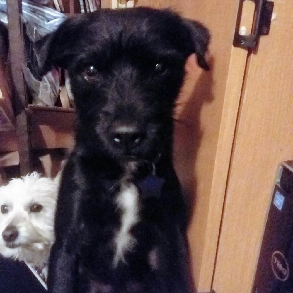 Hi, I'm Lin & These are my sweet puppies